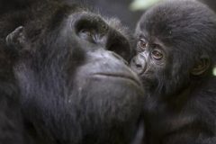 26-10-2023-01-48-57_GORI1-e1758717955832