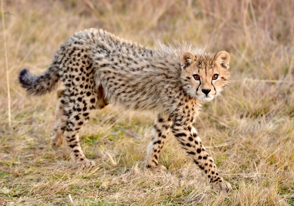cheetah-7277665_1280