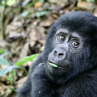 3-Day Bwindi Gorilla Trekking Safari from Kigali