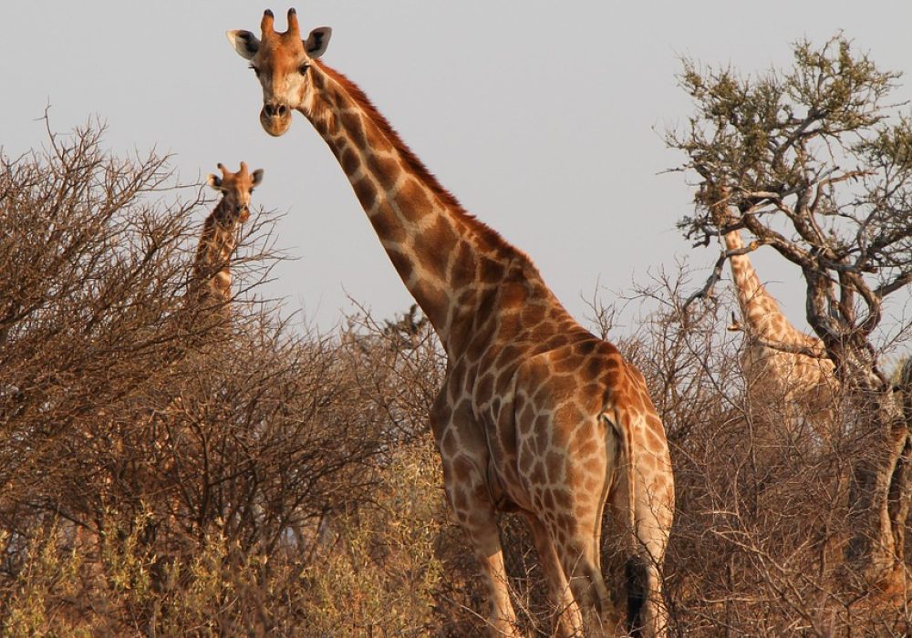 giraffes-8047856_1280