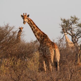 3-Day Uganda Wildlife Safari to Murchison Falls National Park