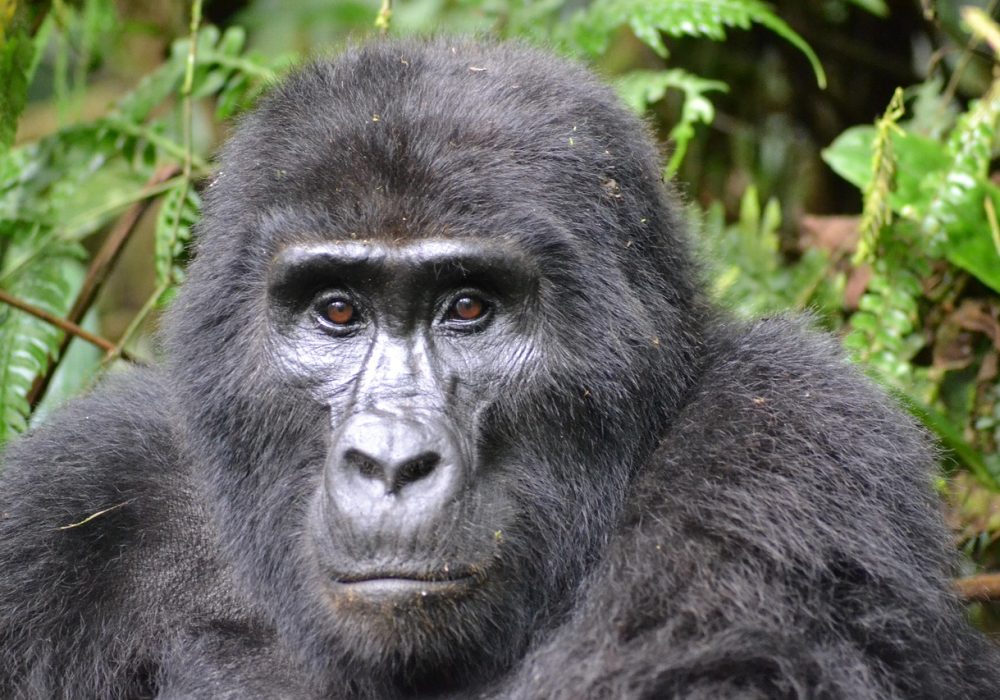 gorilla-3928903_1280