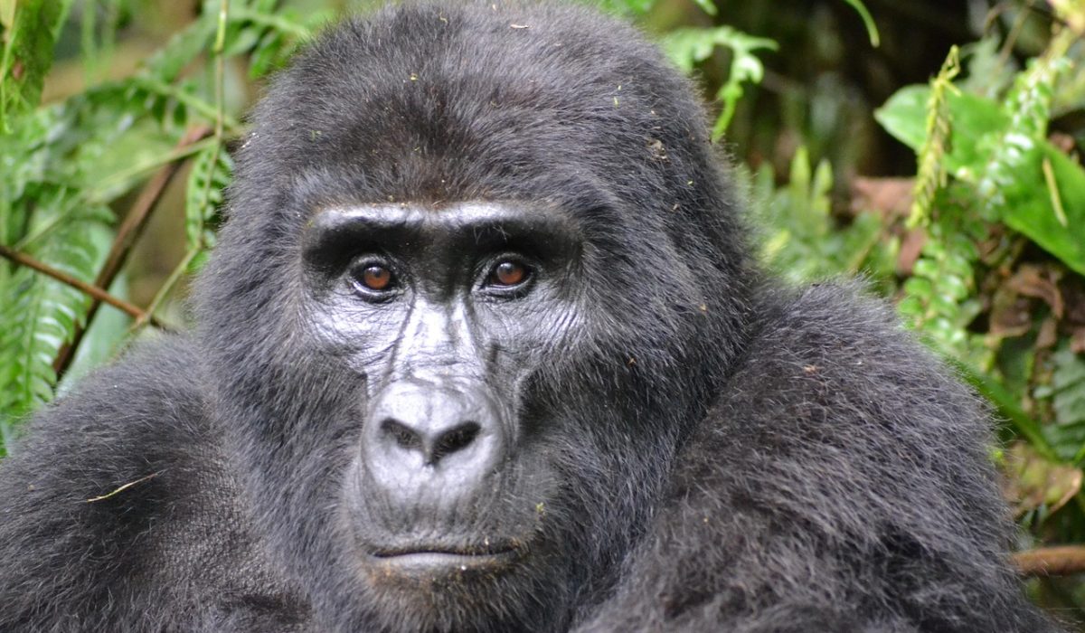 gorilla-3928903_1280