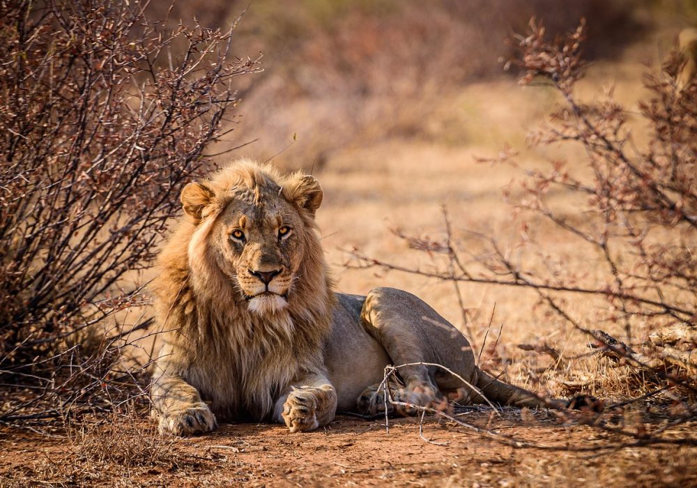 lion-5873637_1280