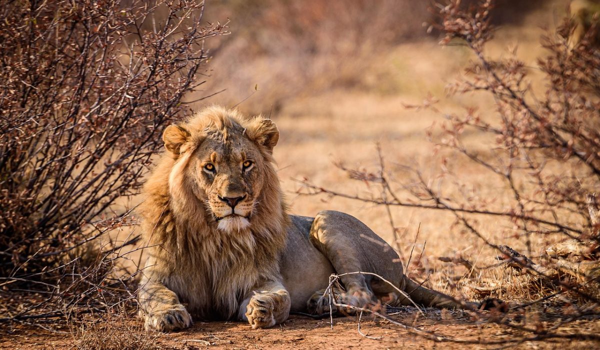 lion-5873637_1280