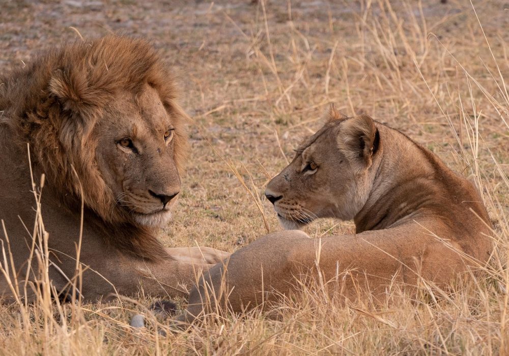 lion-8225638_1280