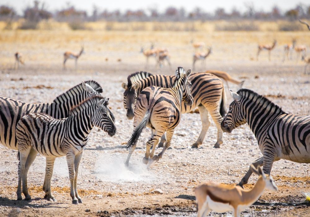 zebras-5015976_1280
