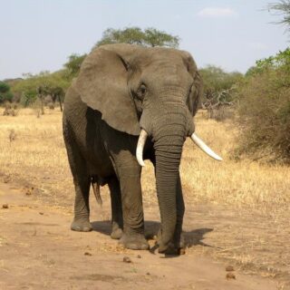 ELEPHANT IN MURCHISON FALLS NP