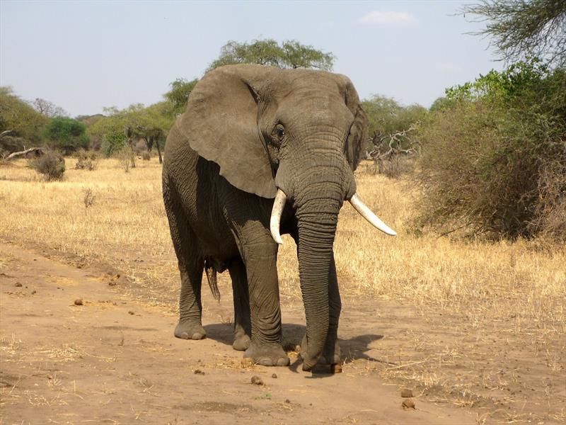 ELEPHANT IN MURCHISON FALLS NP