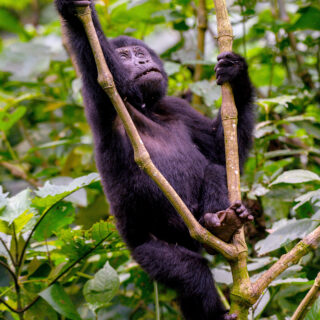 7-Days Uganda Safari